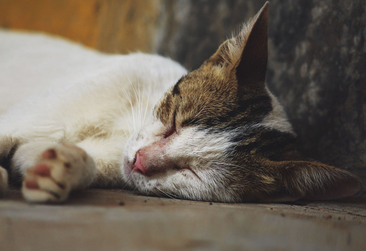 Tabby cat resting indoors