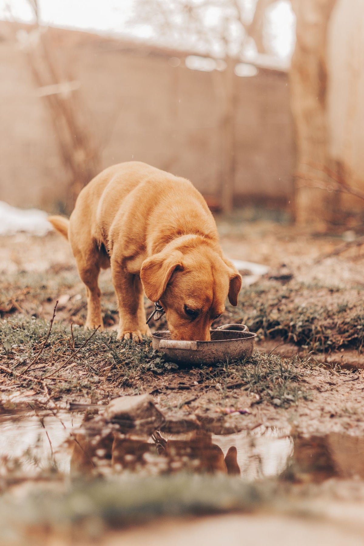 Brown dog eating from a bowl outdoors
