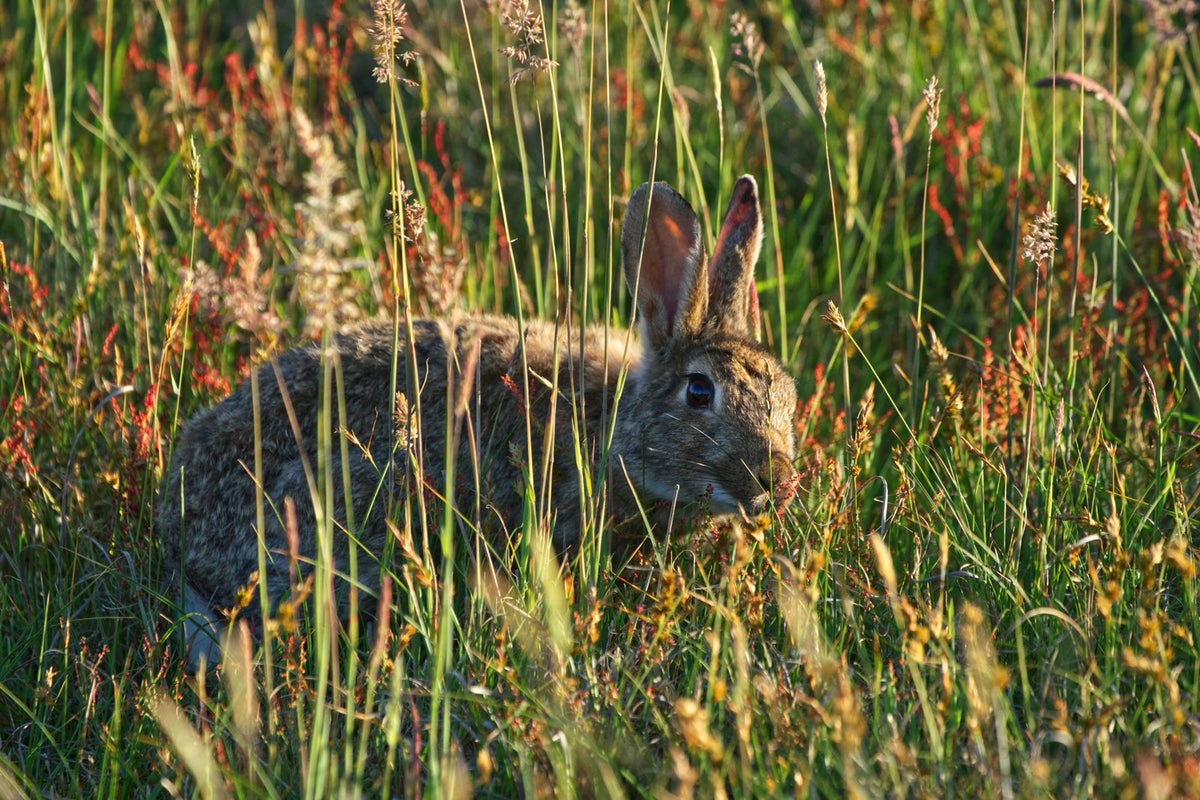 Brown rabbit sitting among grass
