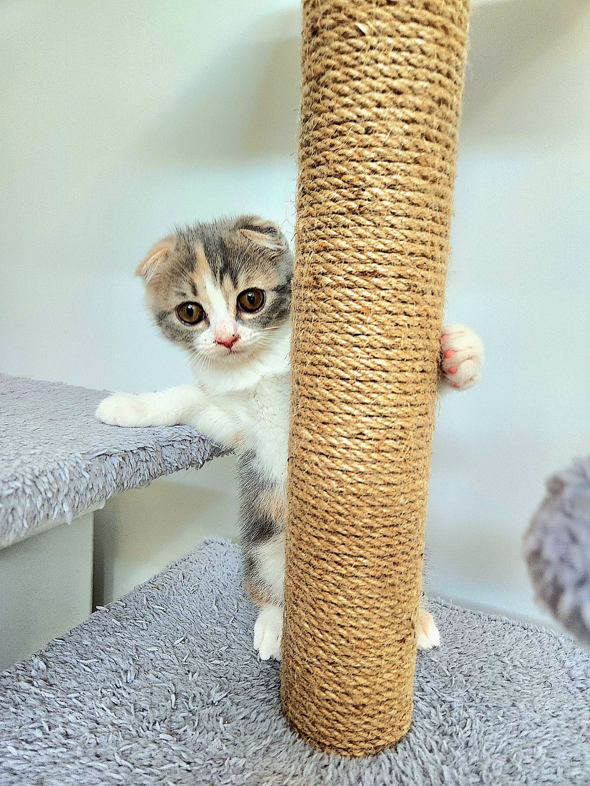 Kitten exploring a cat tree