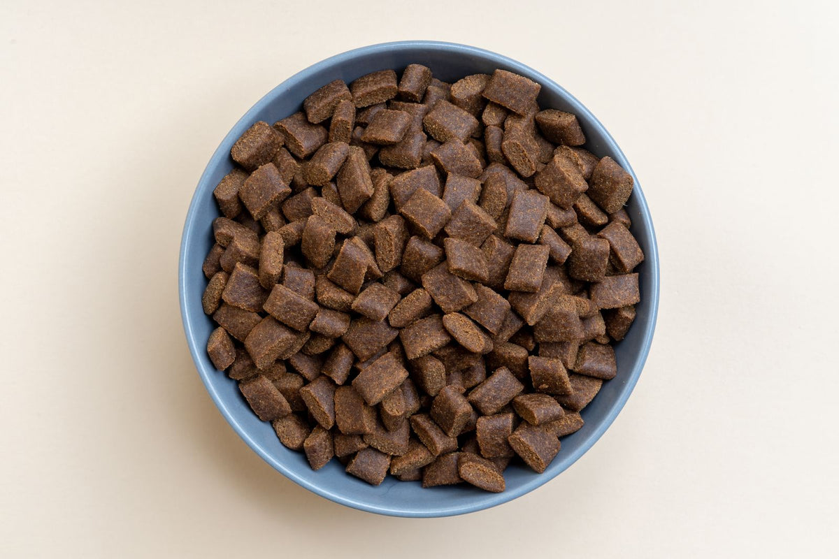 Dry kibble in a pastel blue dog bowl