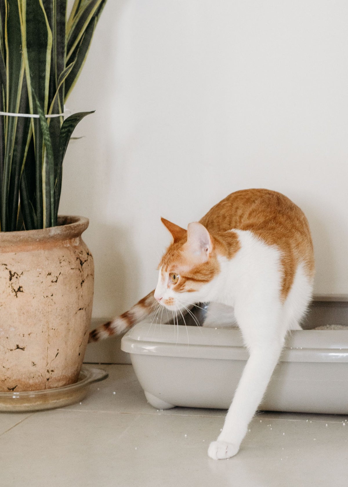 White and orange cat leaving a litter box