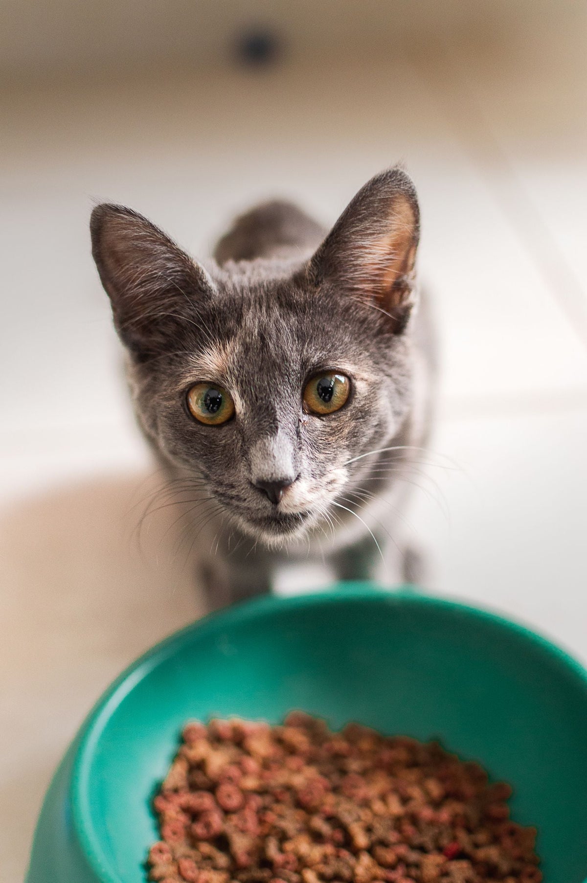 Grey cat beside a bowl of food indoors