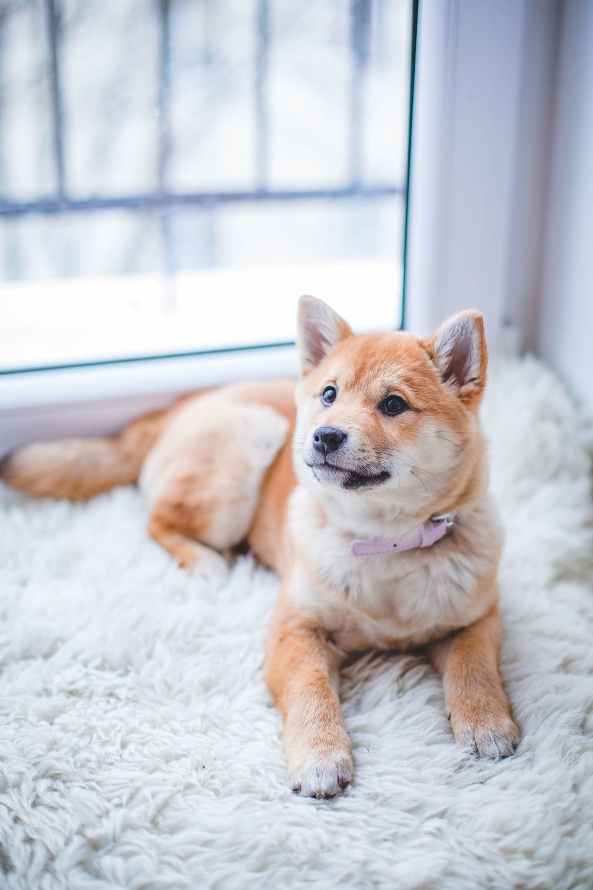 Shiba Inu puppy resting on a rug
