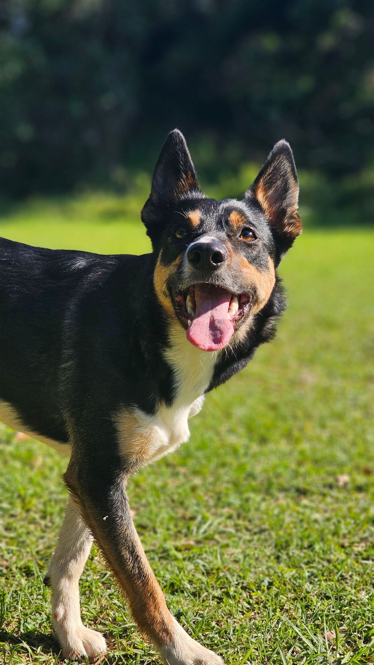 Dog walking on grass in a park