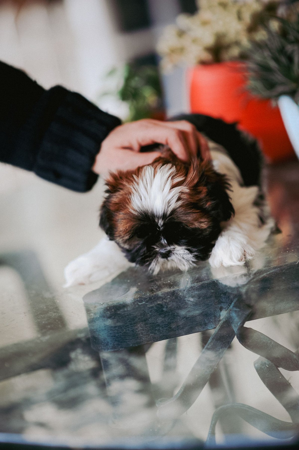 Shih Tzu puppy being gently petted