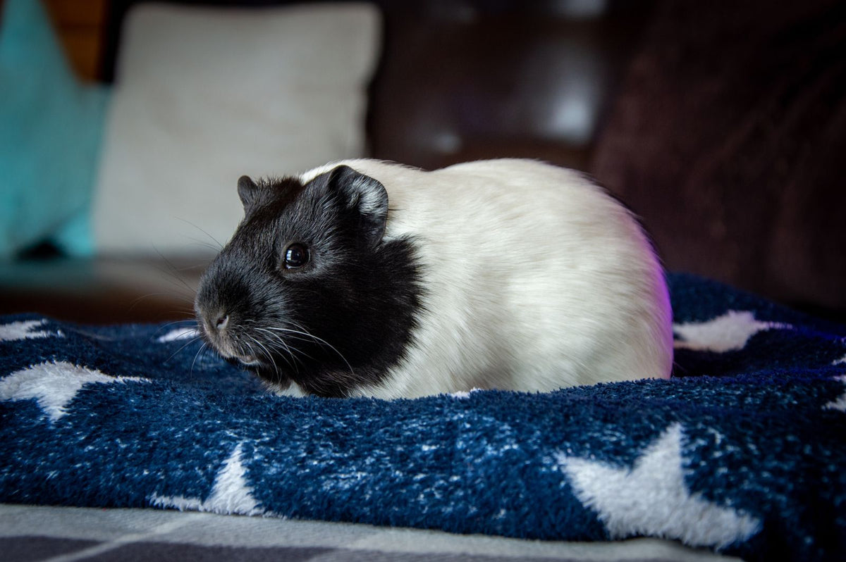 Black and white guinea pig resting on a blue blanket