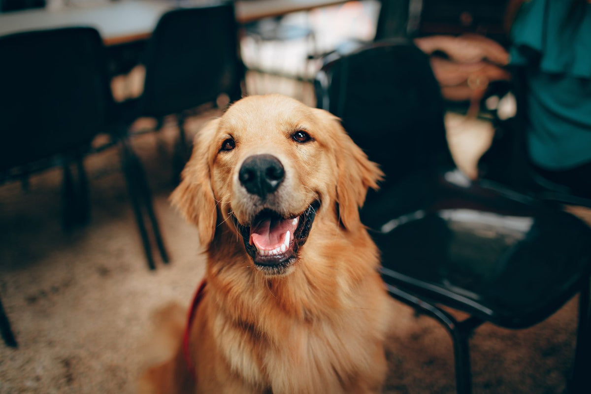 Golden retriever indoors