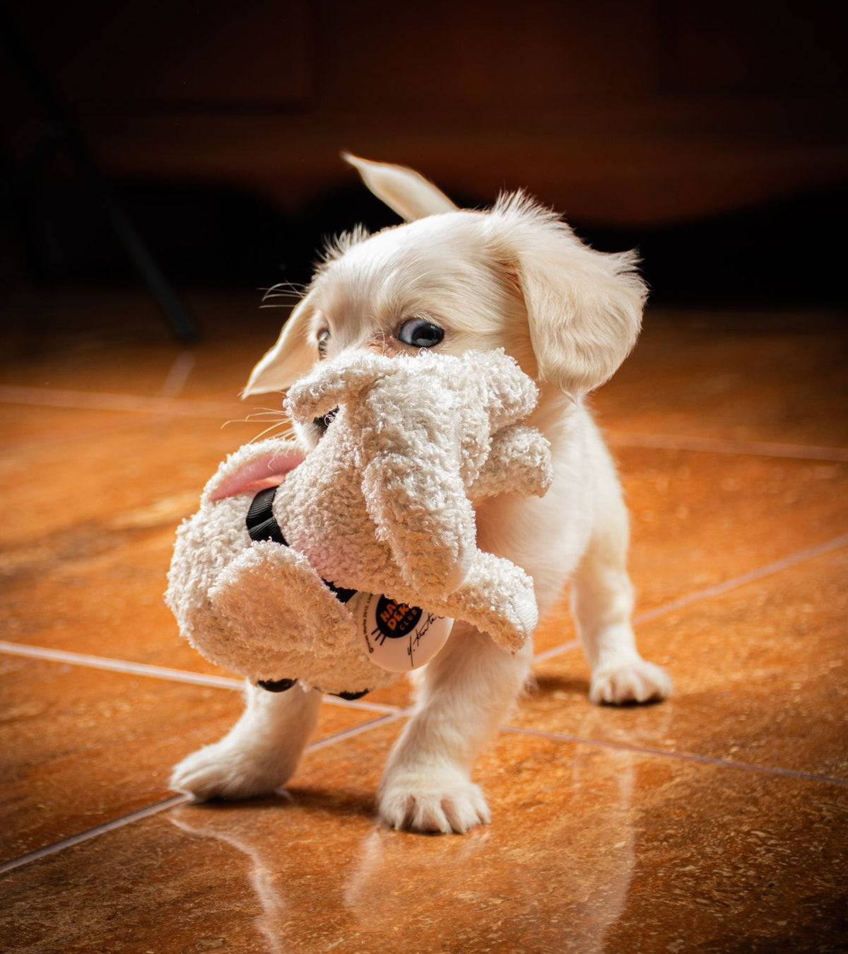 Puppy playing with a soft teddy toy indoors