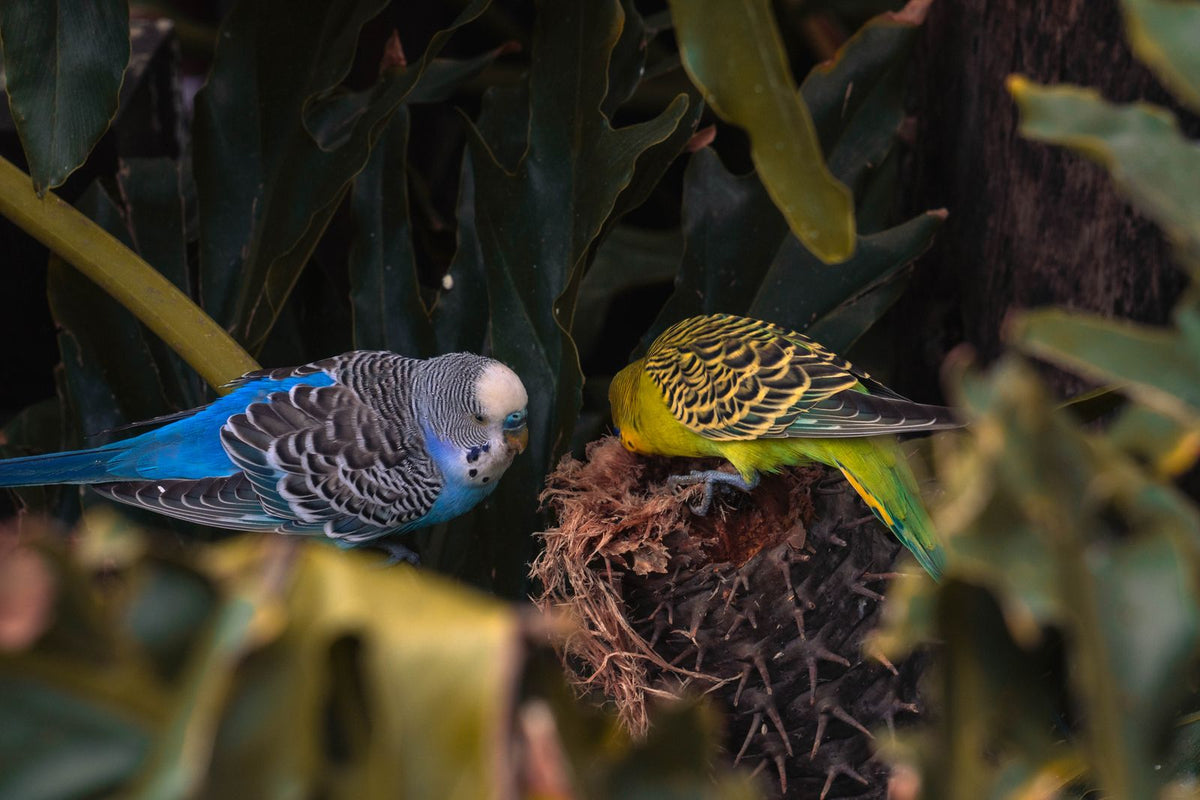 Two colourful budgies perched among green leaves