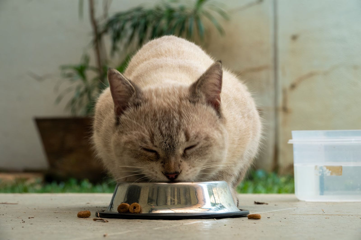 Cat eating from a metal bowl outdoors