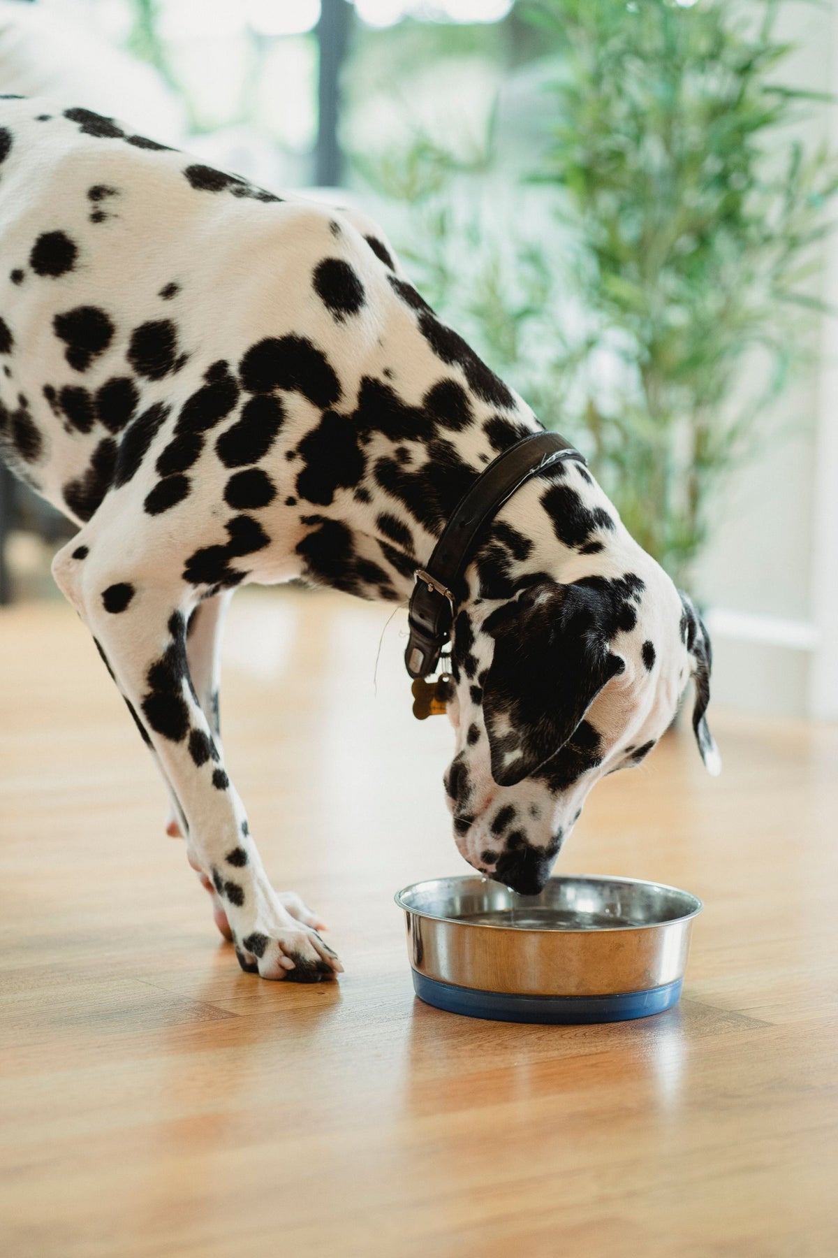 Dalmatian drinking fresh water from a bowl