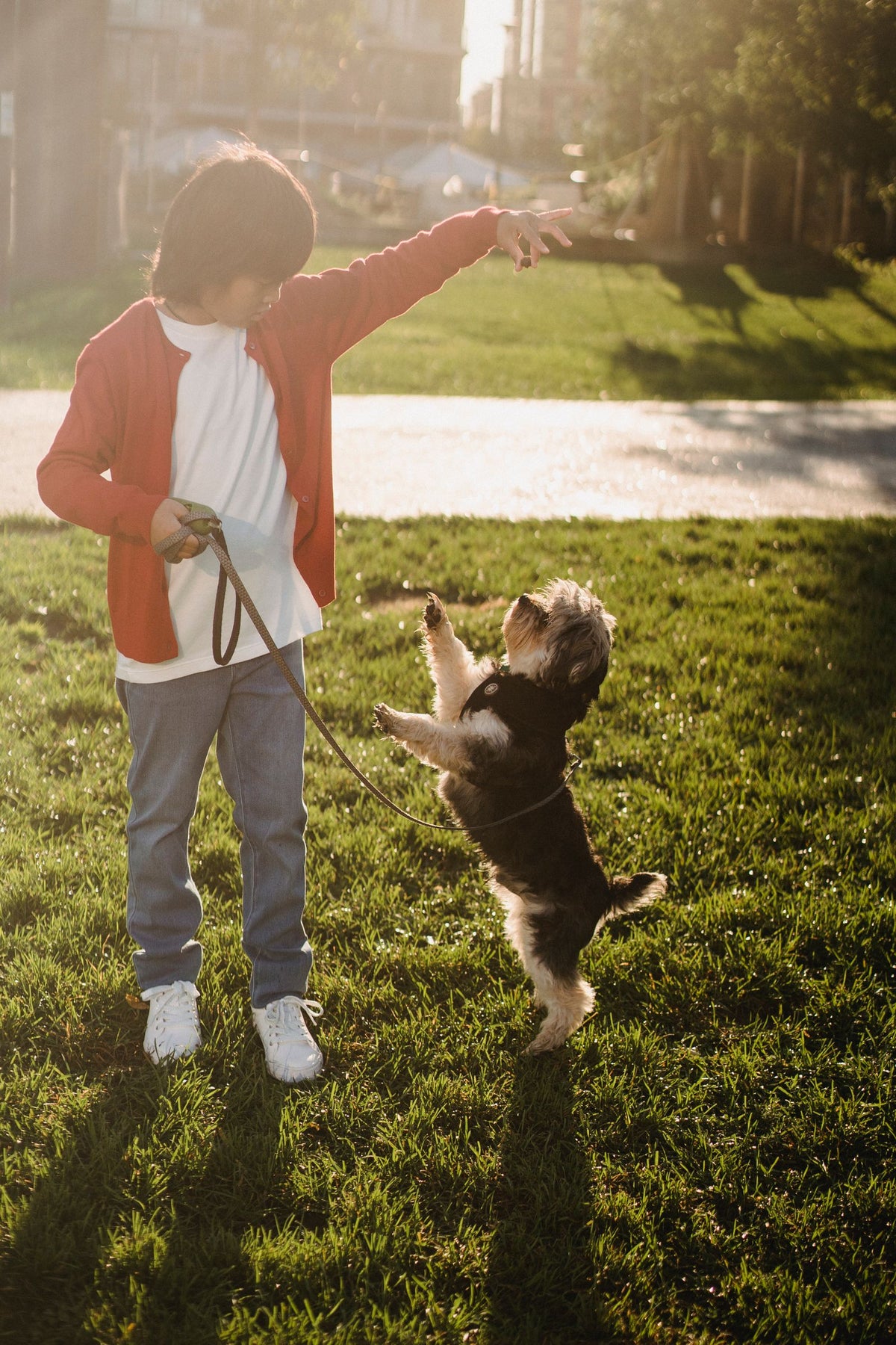 Child training a small dog outdoors