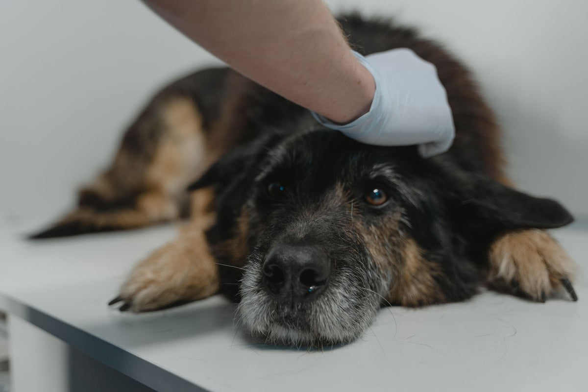 Veterinarian examining a black dog