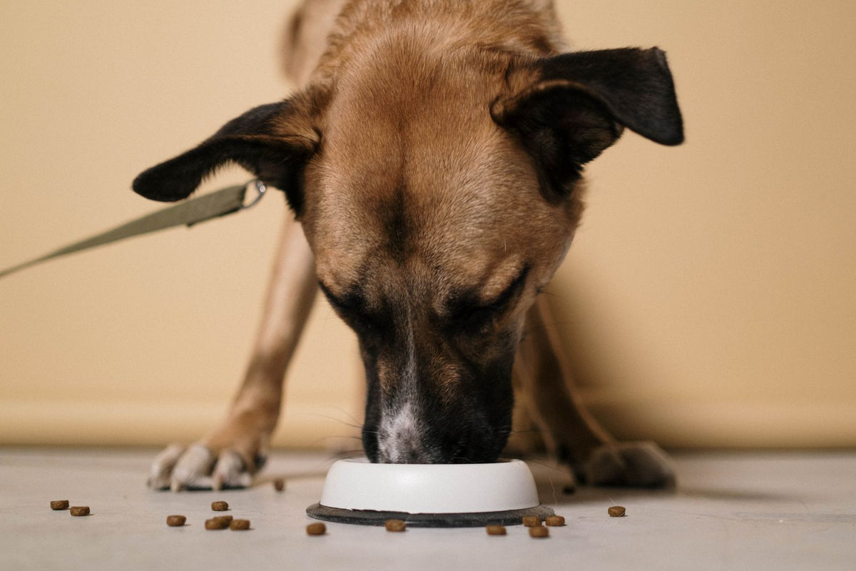 Brown dog eating kibble from a white bowl indoors