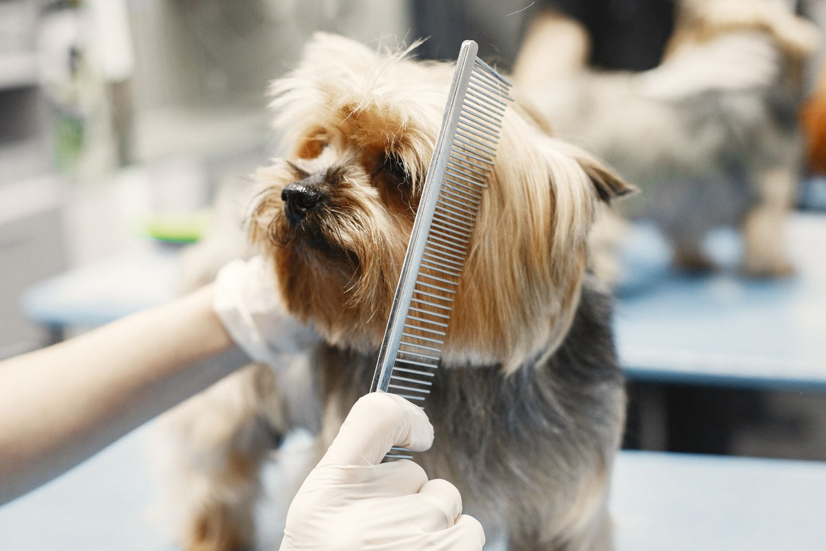 Yorkshire Terrier having its coat combed