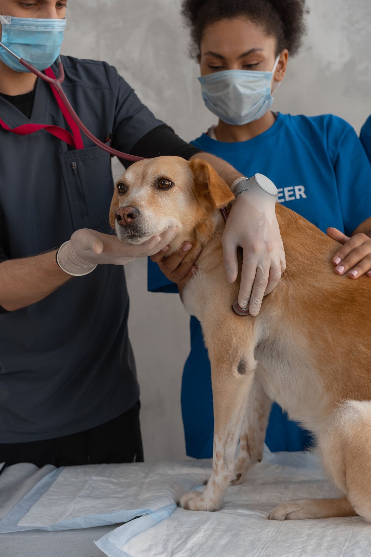 Veterinary team examining a dog