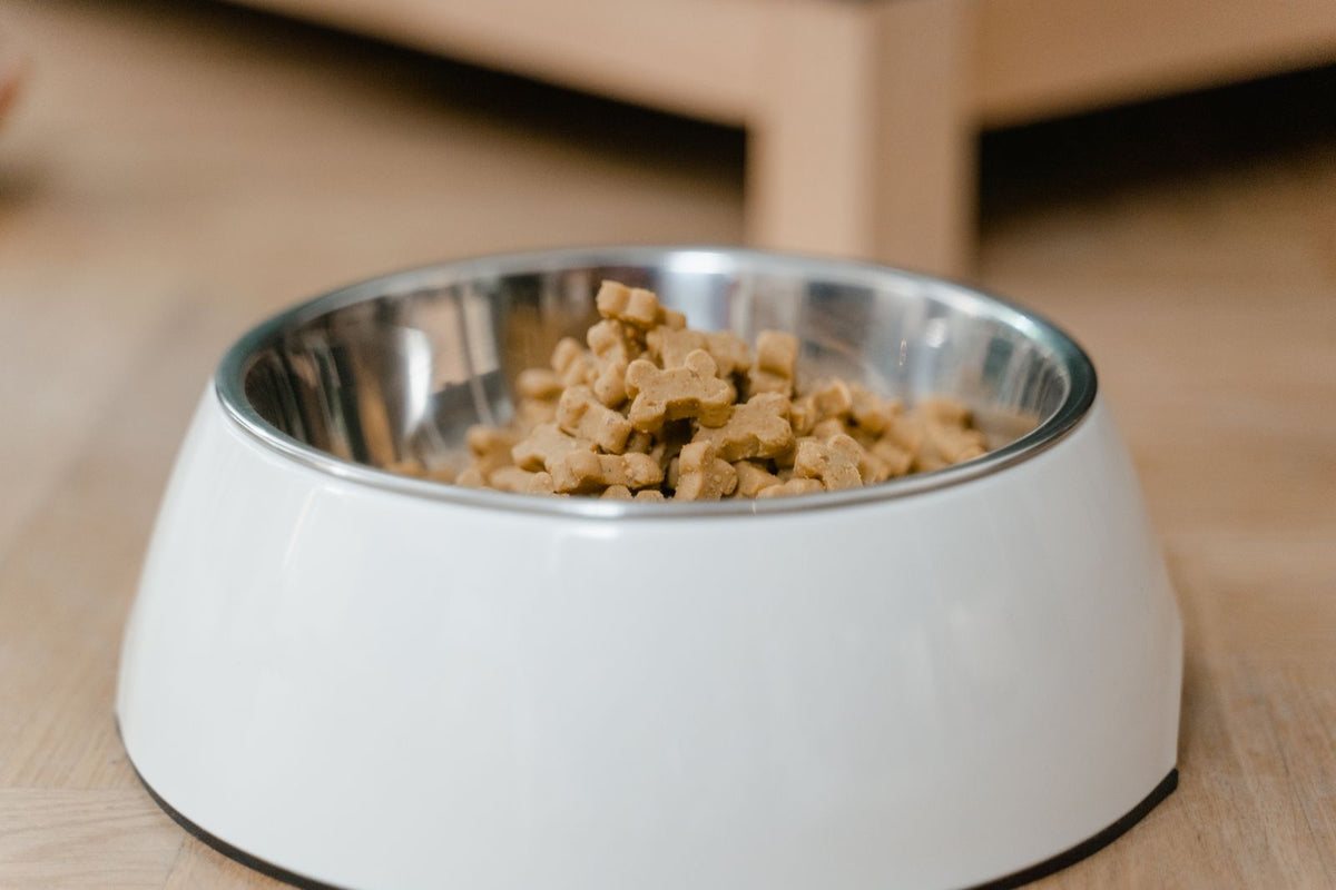 Dry dog food in a stainless steel bowl