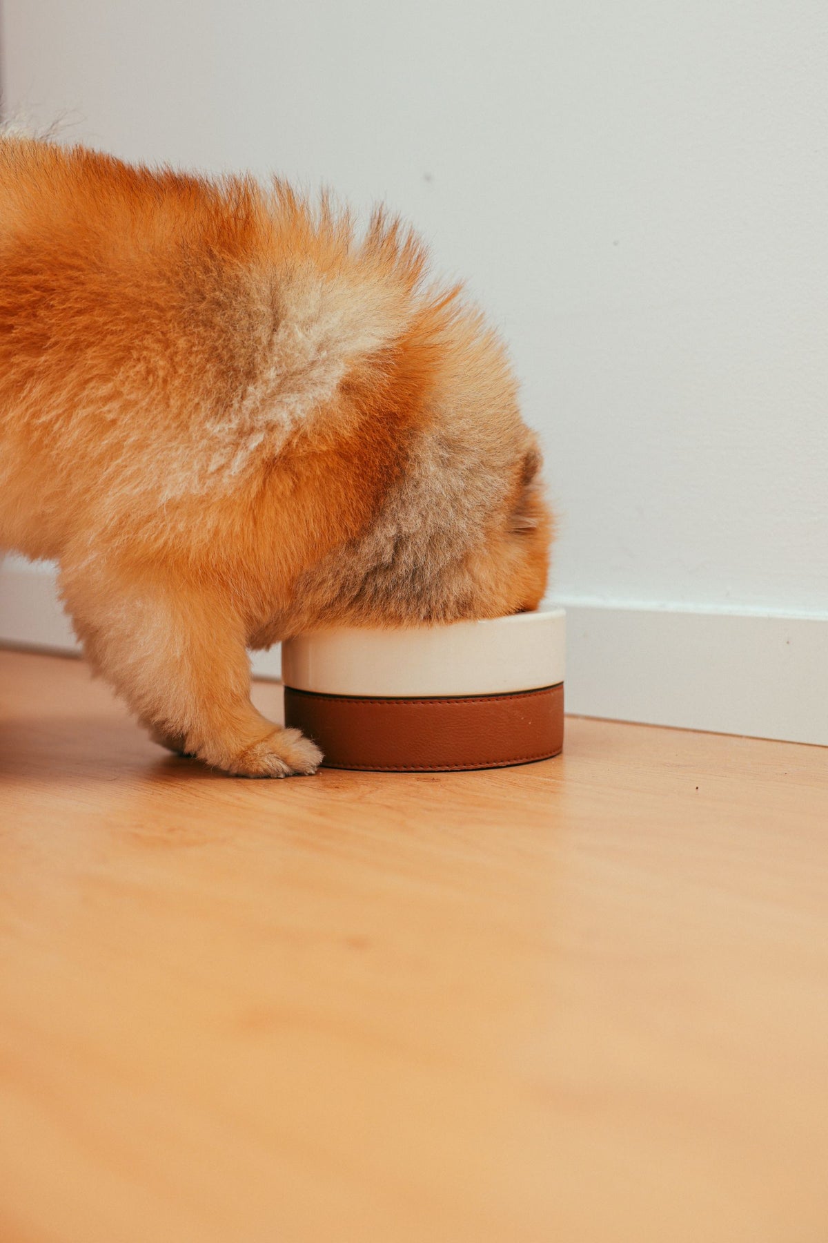 Pomeranian puppy eating from a bowl indoors