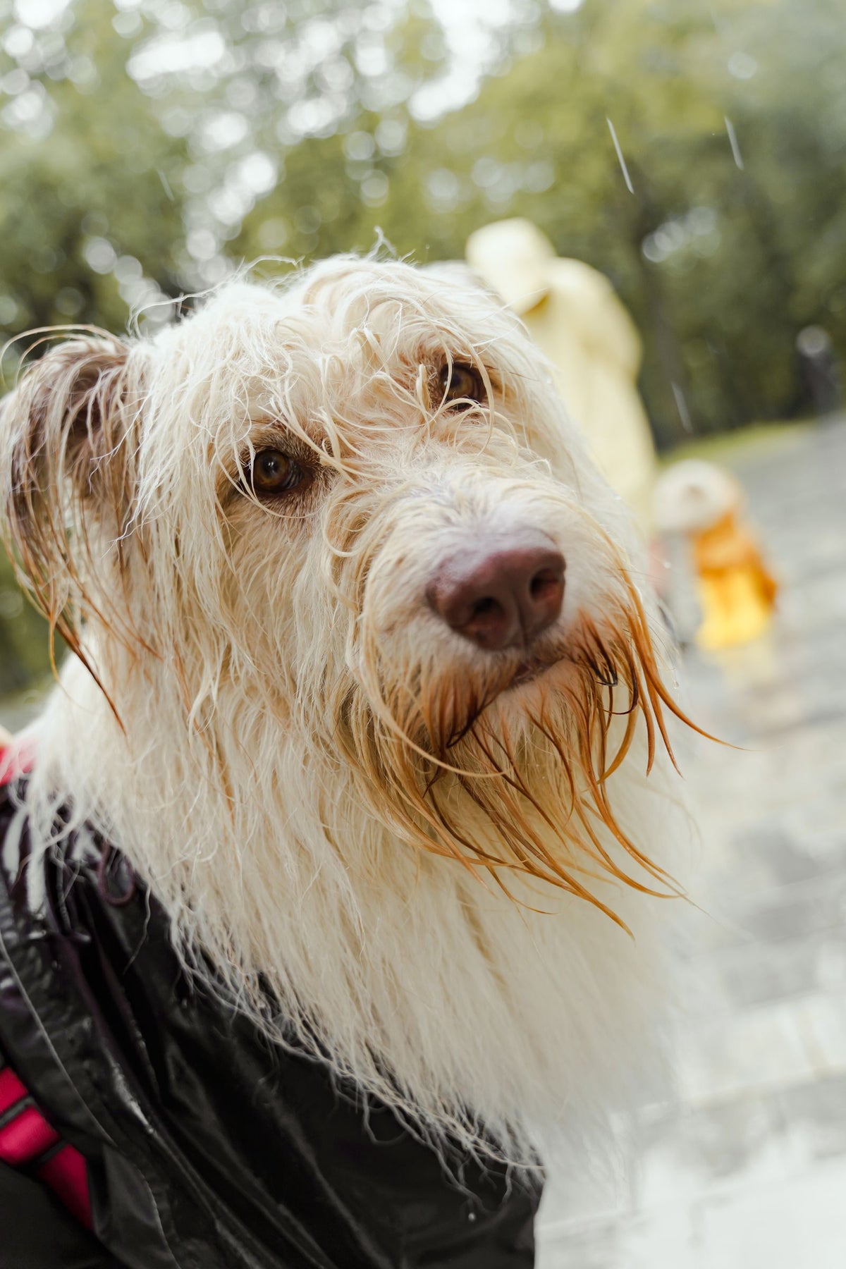 Wet dog wearing a coat outdoors