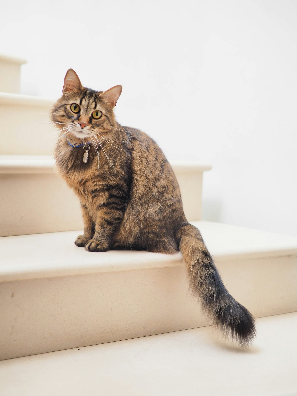 Cat resting calmly at home