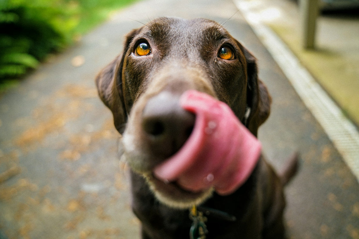 Dog having ears gently checked