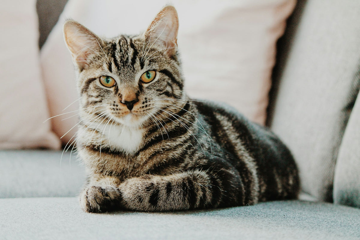 Indoor cat in a comfortable home environment