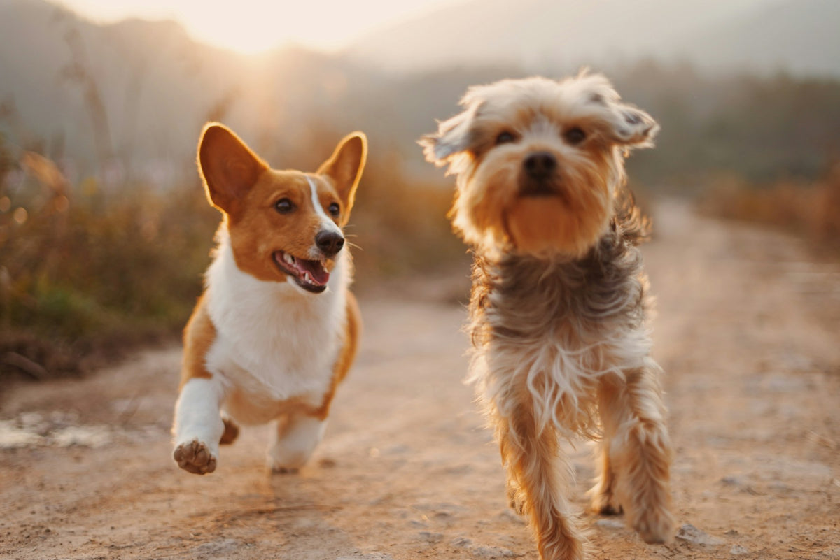 Two dogs outdoors during a walk