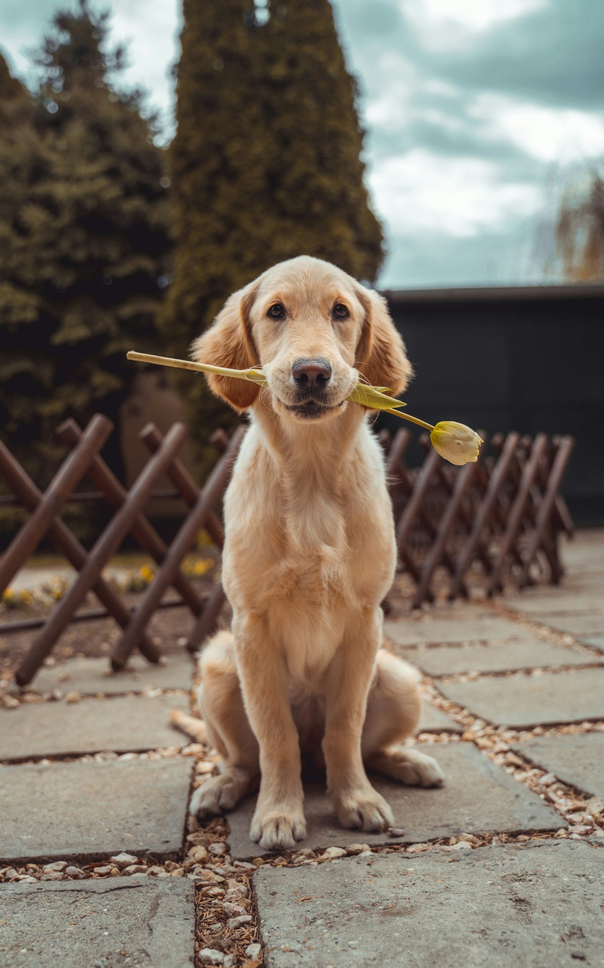 Golden retriever beside a feeding area at home