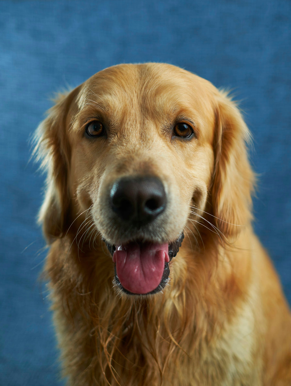Dog travelling safely with its owner