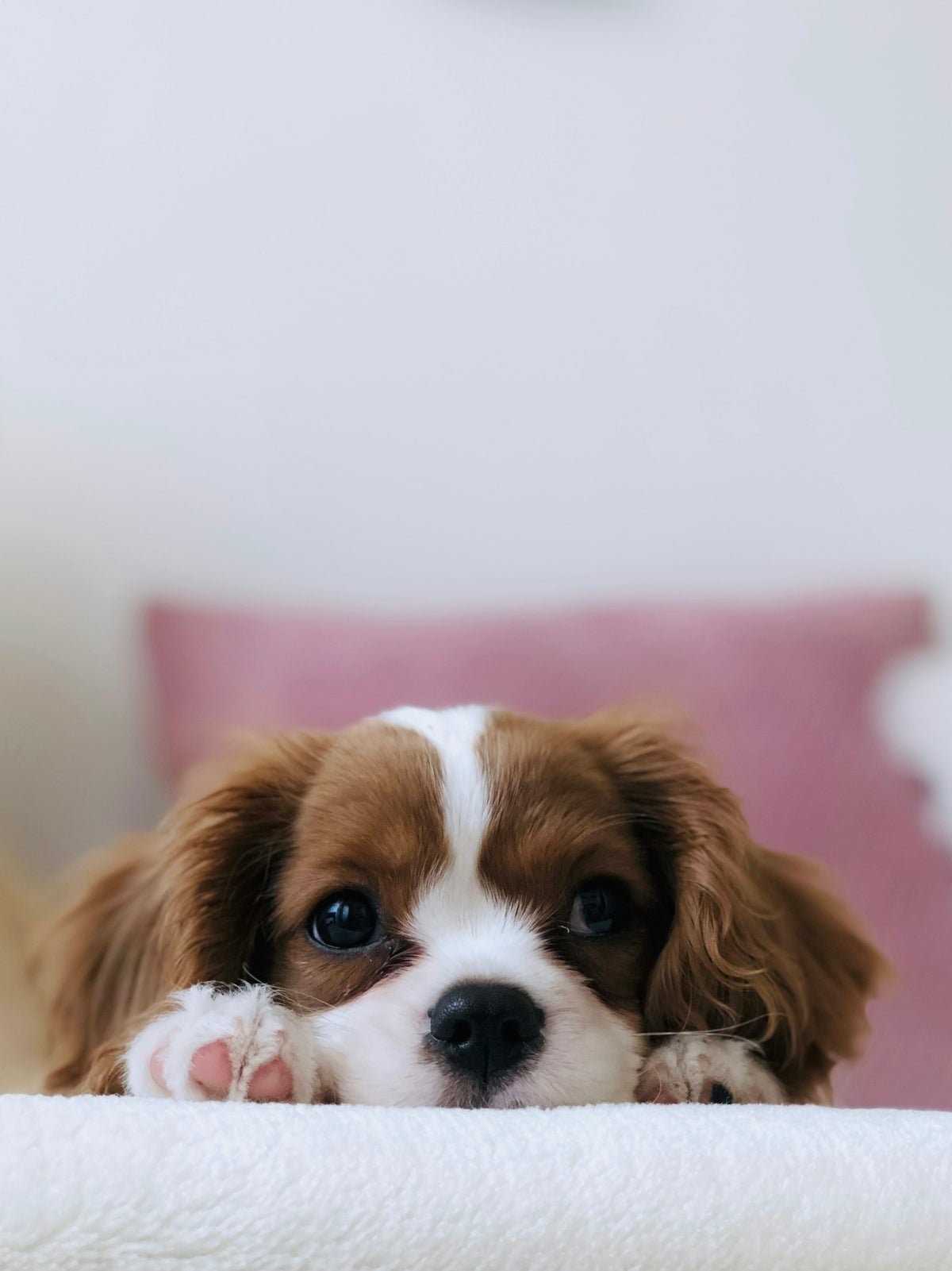 Puppies engaged in supervised play