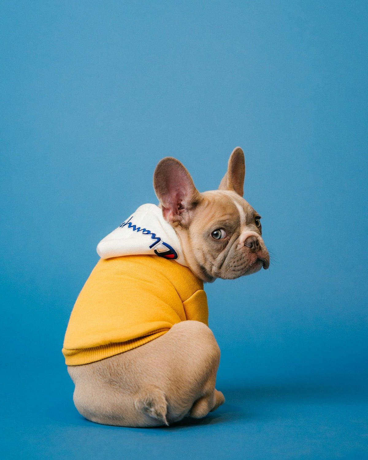 Dog calmly prepared for grooming