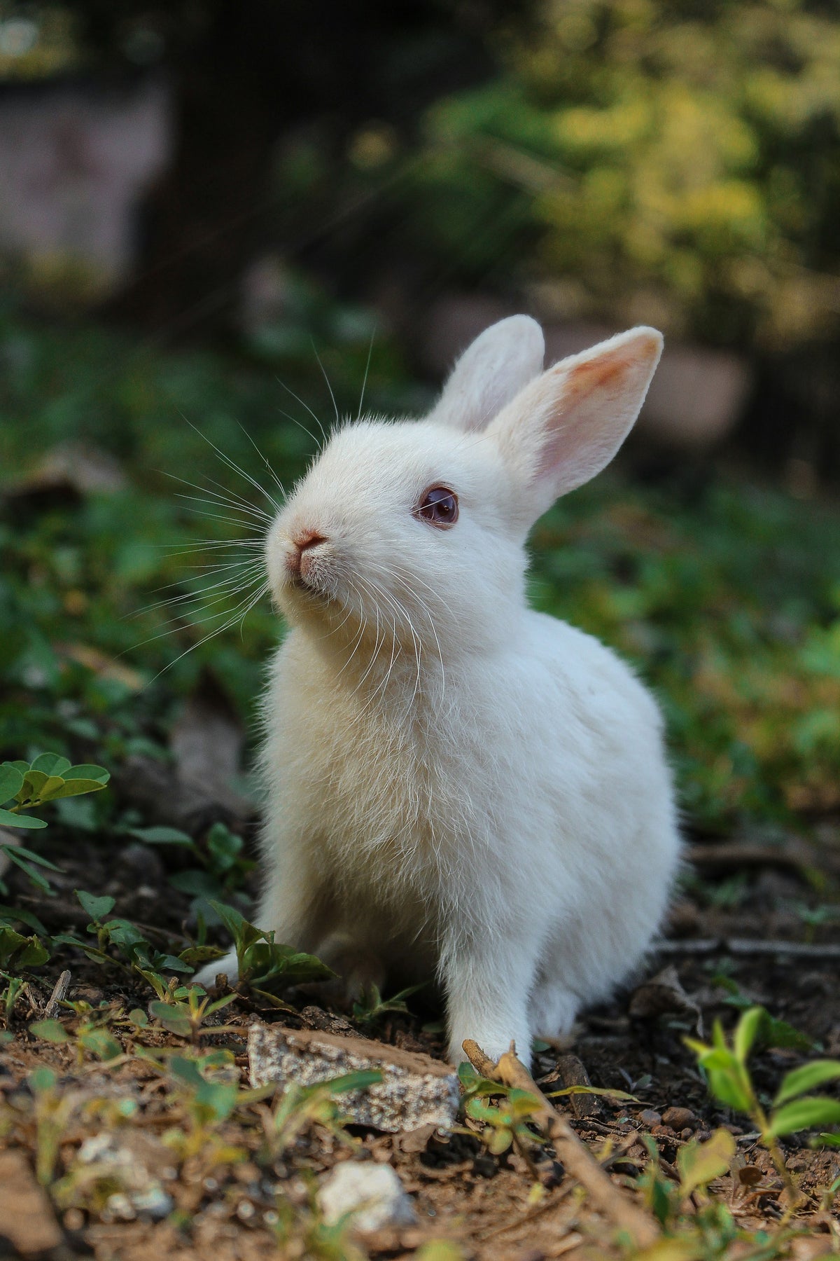 Rabbit resting in a comfortable home enclosure