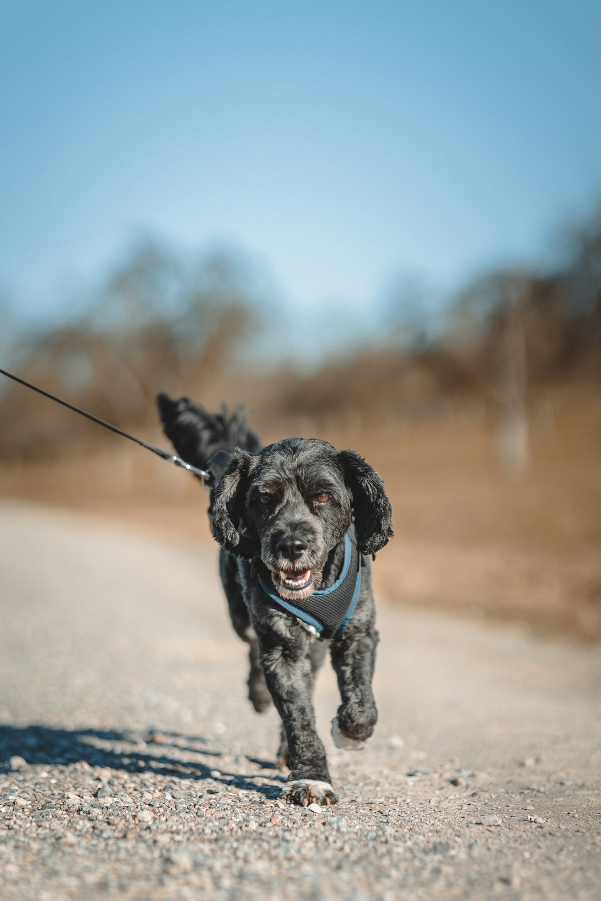 Dog walking outdoors on a harness and lead