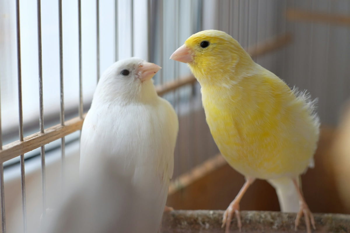 Two pet birds inside a secure cage