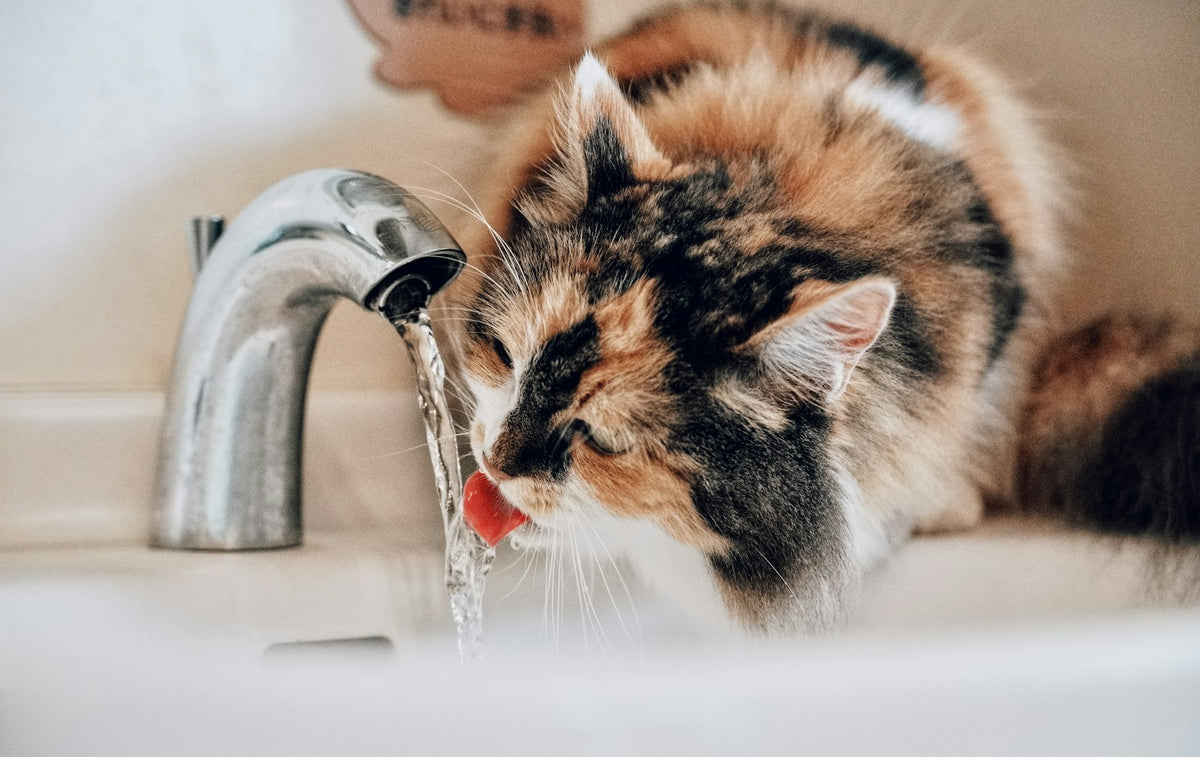 Cat drinking fresh water from a tap