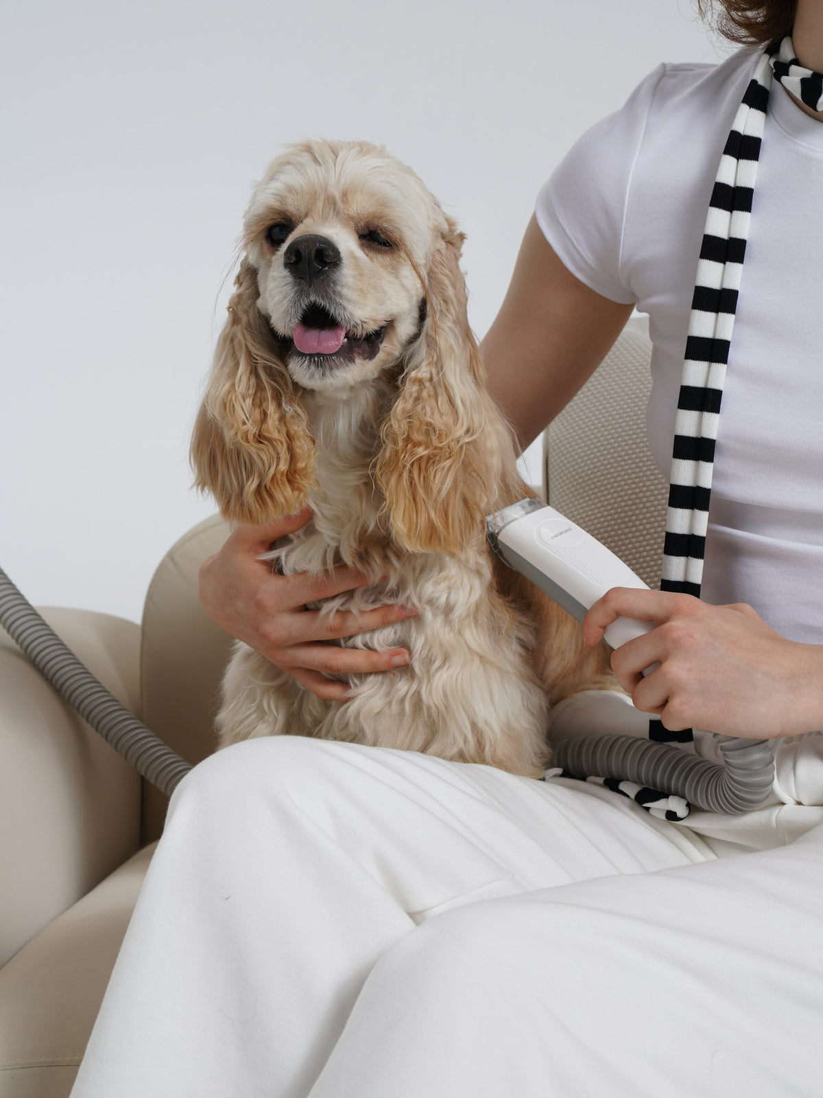 Dog being brushed during a home grooming session
